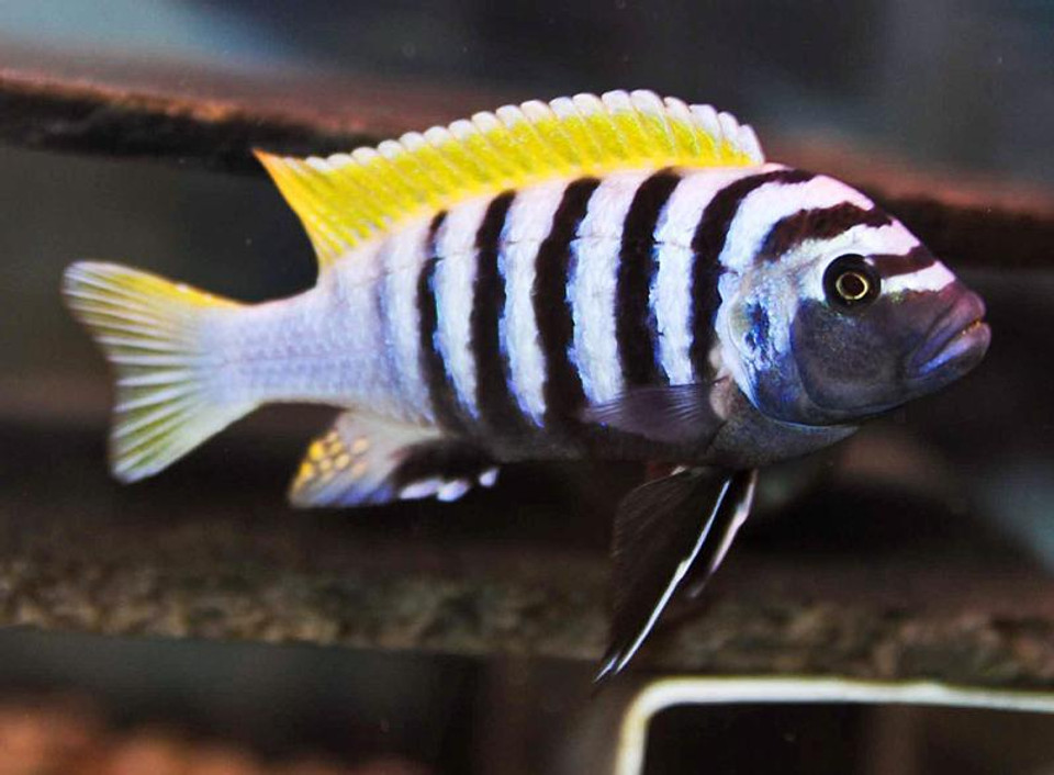 red zebra cichlid plant eating