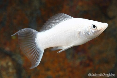 lyretail arowana bluegrassaquatics