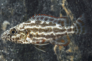 POLYSTIGMA CICHLID - regular: 1.5 -2.25 inches - Bluegrassaquatics.com