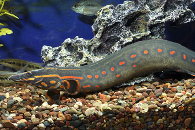 Fire Eel - Extra Large Show! - Bluegrassaquatics.com