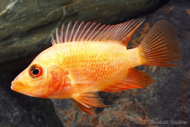 devil cichlid colored