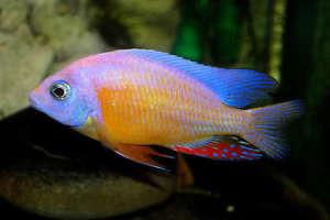 albino taiwan reef regular