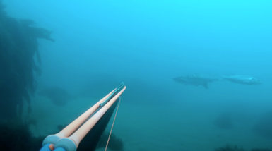 Spearfishing Techniques for the UK