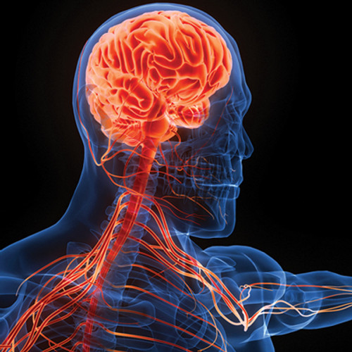 illustration of brain and nervous system