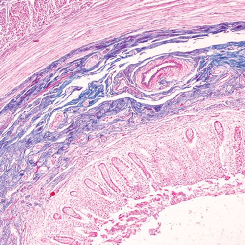 Microscope image of stained cells