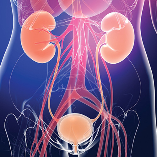 Illustration of the kidneys and bladder