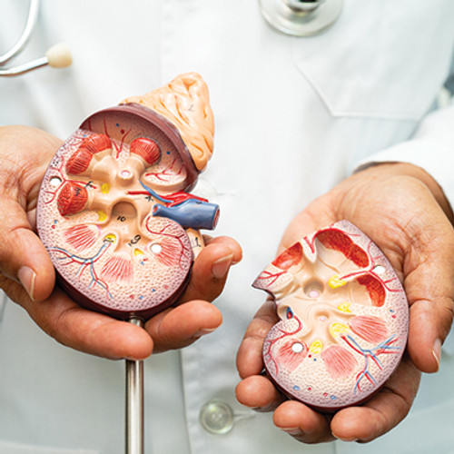 Physician hands holding model kidneys