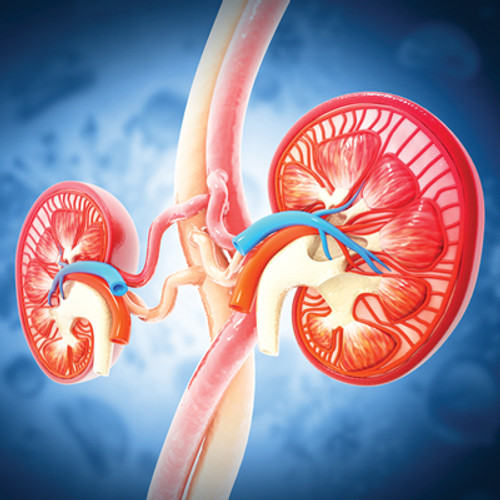 kidney illustration