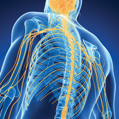 illustration of brain and nervous system