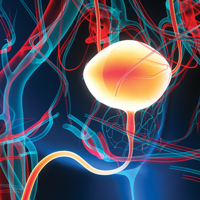 Illustration of bladder