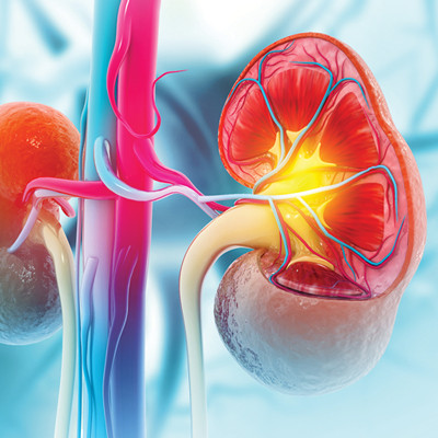 kidney illustration
