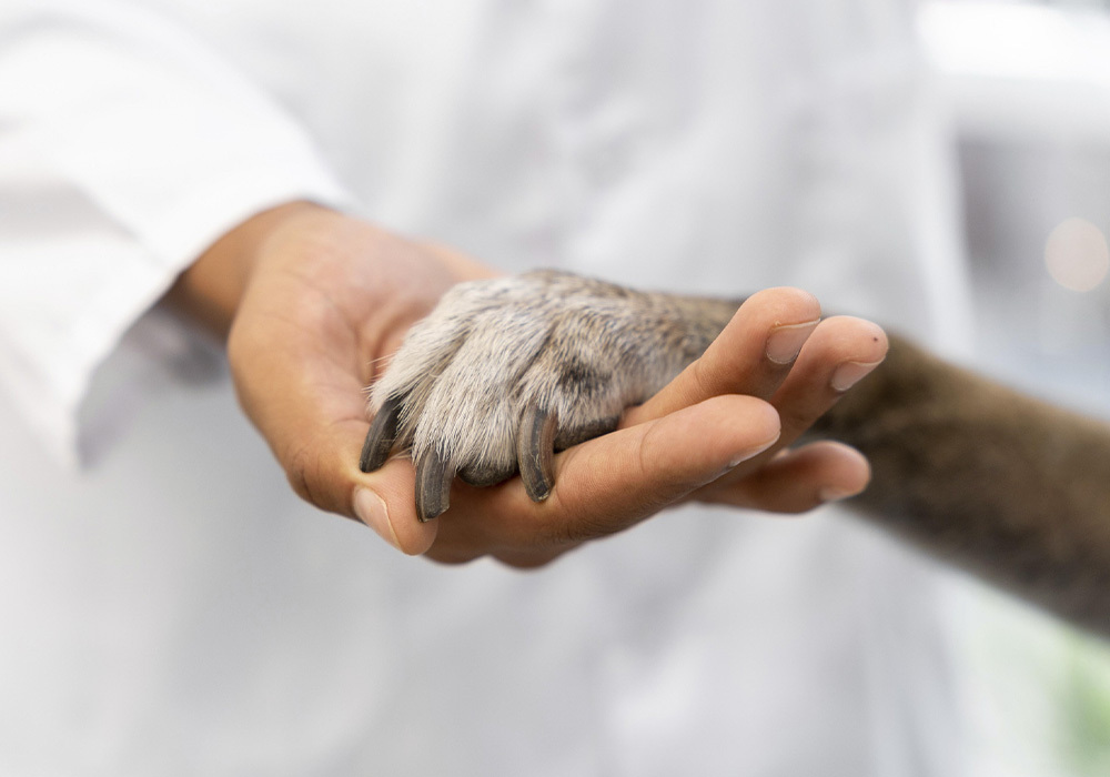 Servicio veterinaria en Farmacia Delia Balas Fuertes