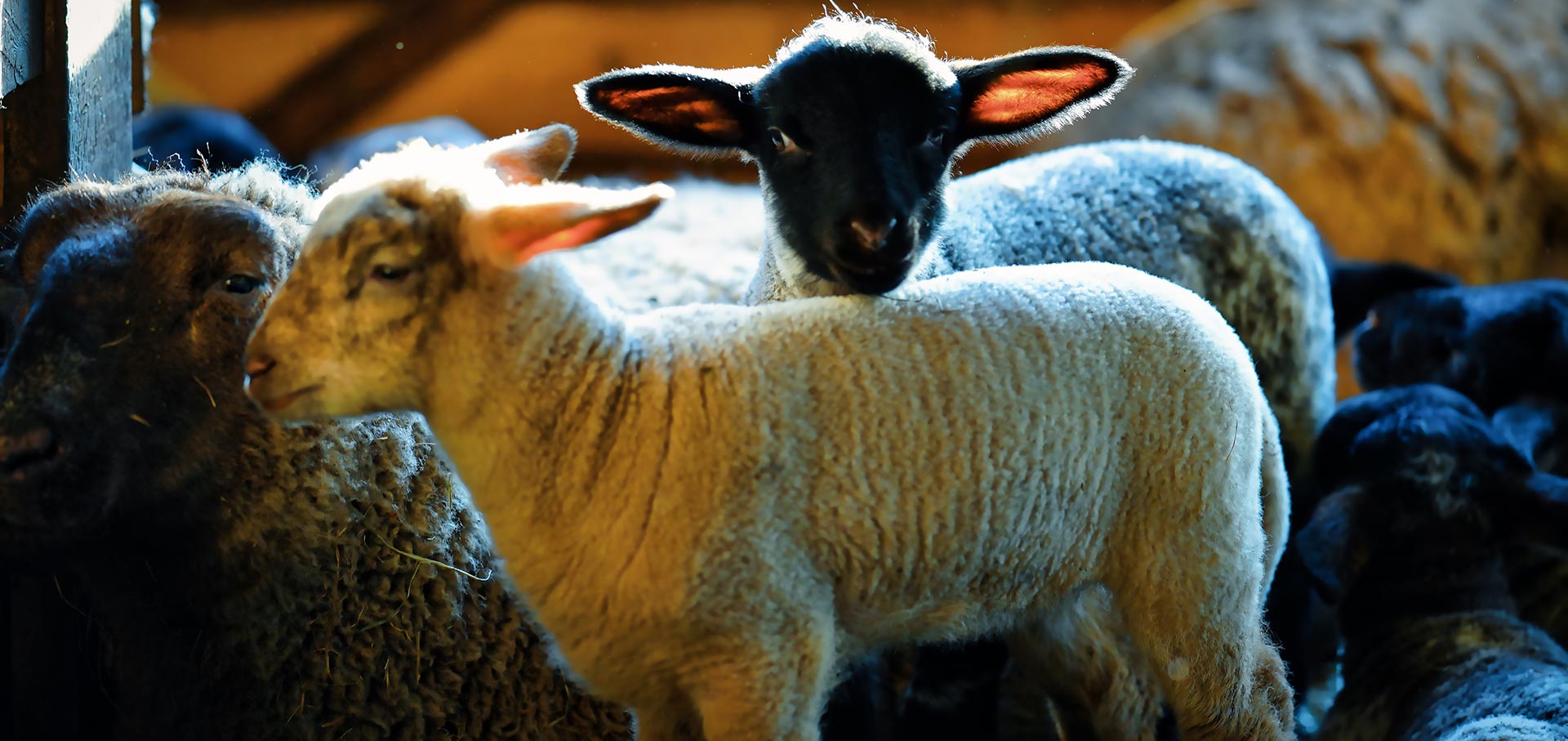 The Vermont Butcher Shop