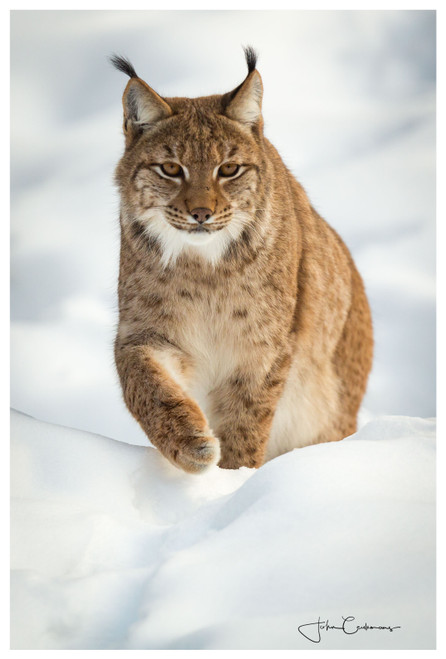 Een lynx die rustig naar je toe wandelt door de sneeuw.