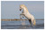 Stijgerend wit, wild paard in de Camargue, met opspattend water.