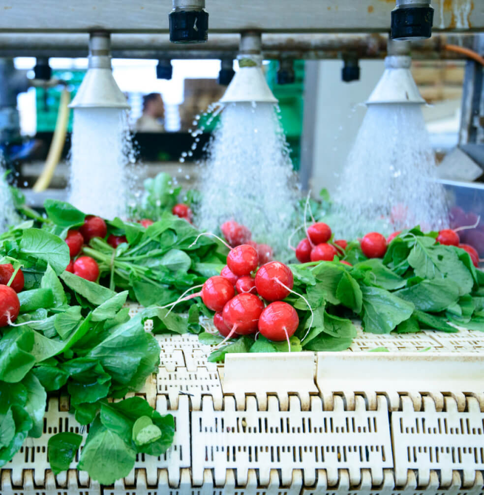 Radishes being washed on conveyor