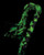 Stoner Vibes Glow in the Dark Flogger