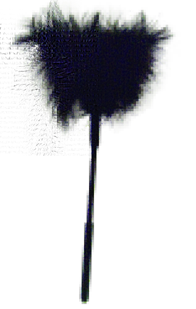 Sportsheets Sex & Mischief Fetish Feather Tickler - Black