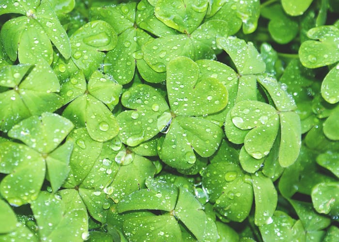 Clovers