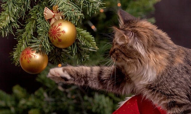 Cat Reaching for Christmas Ornaments