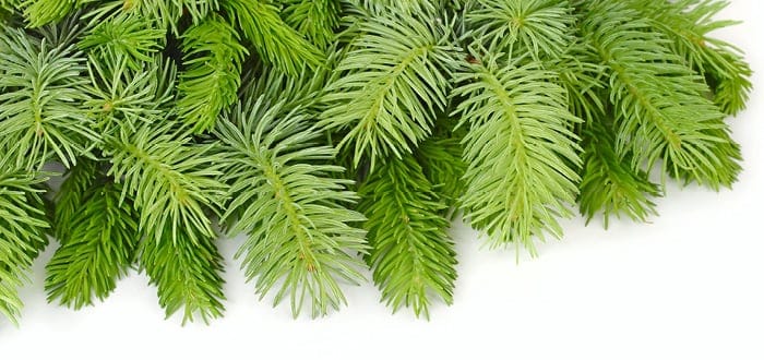 Shaping Your Christmas Tree Close Up of Artificial Christmas Tree Branches