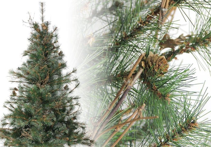 Mixed Country Pine Trees Mixed Country Pine Christmas Tree Photos