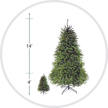 Northern Pine Tree Height