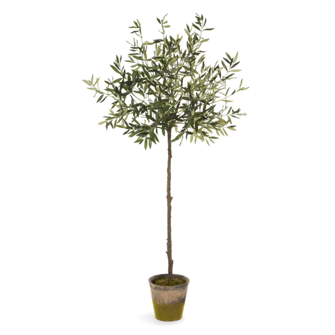 potted olive tree