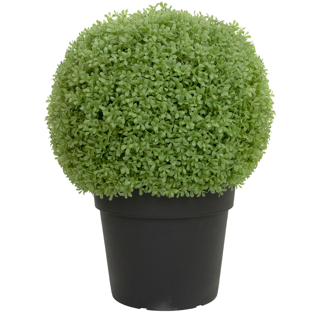 live boxwood topiary