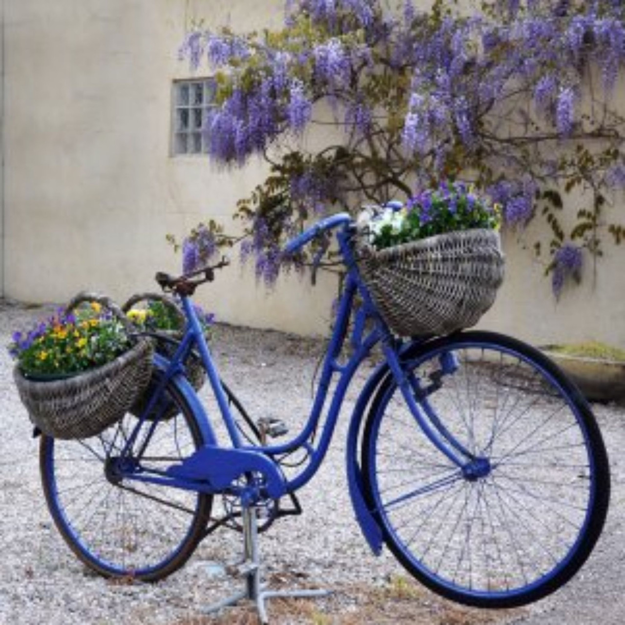 Purple Blue Bike with Bouquets Canvas Outdoor Square Wall Art
