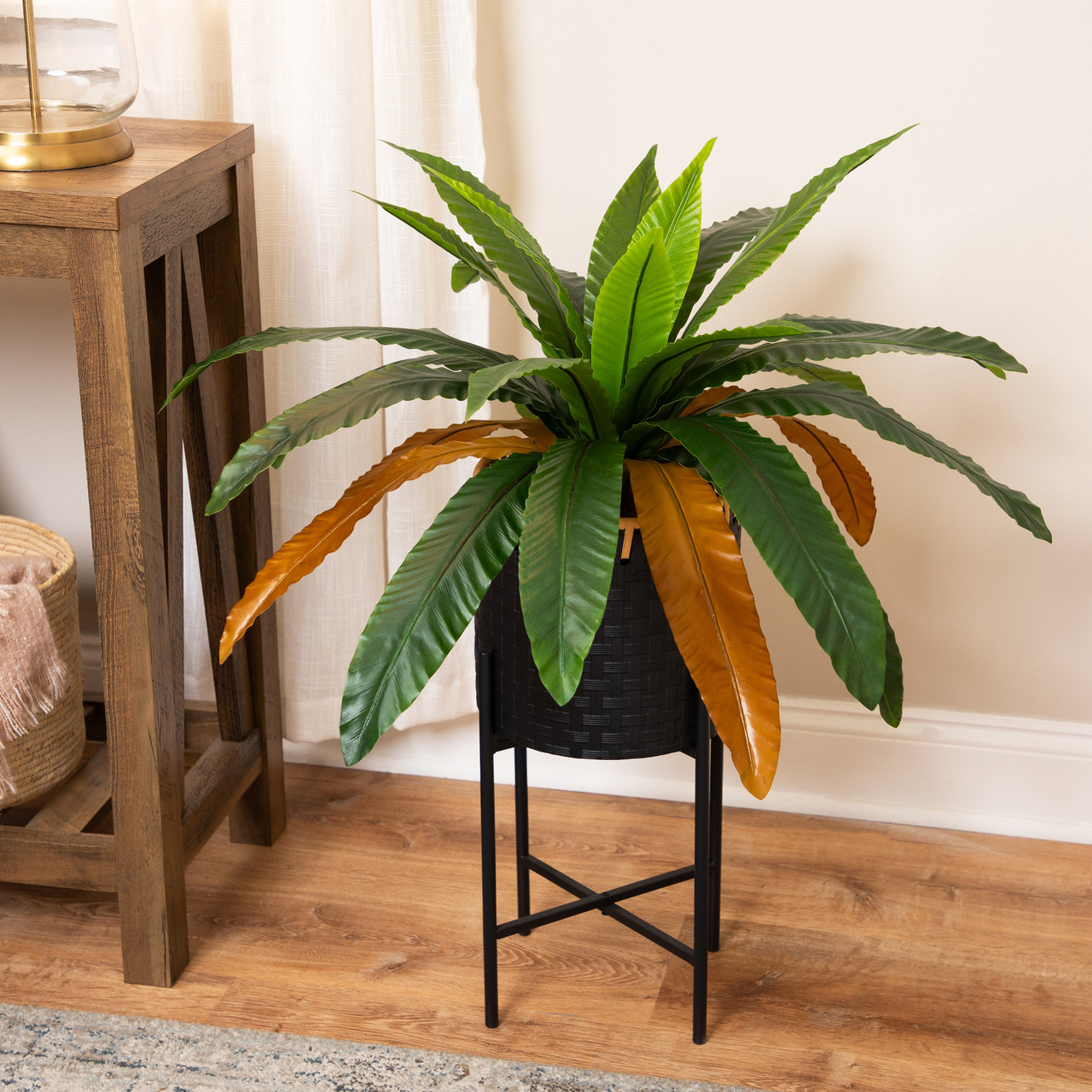buy pothos plant Golden Pothos Epipremnum aureum