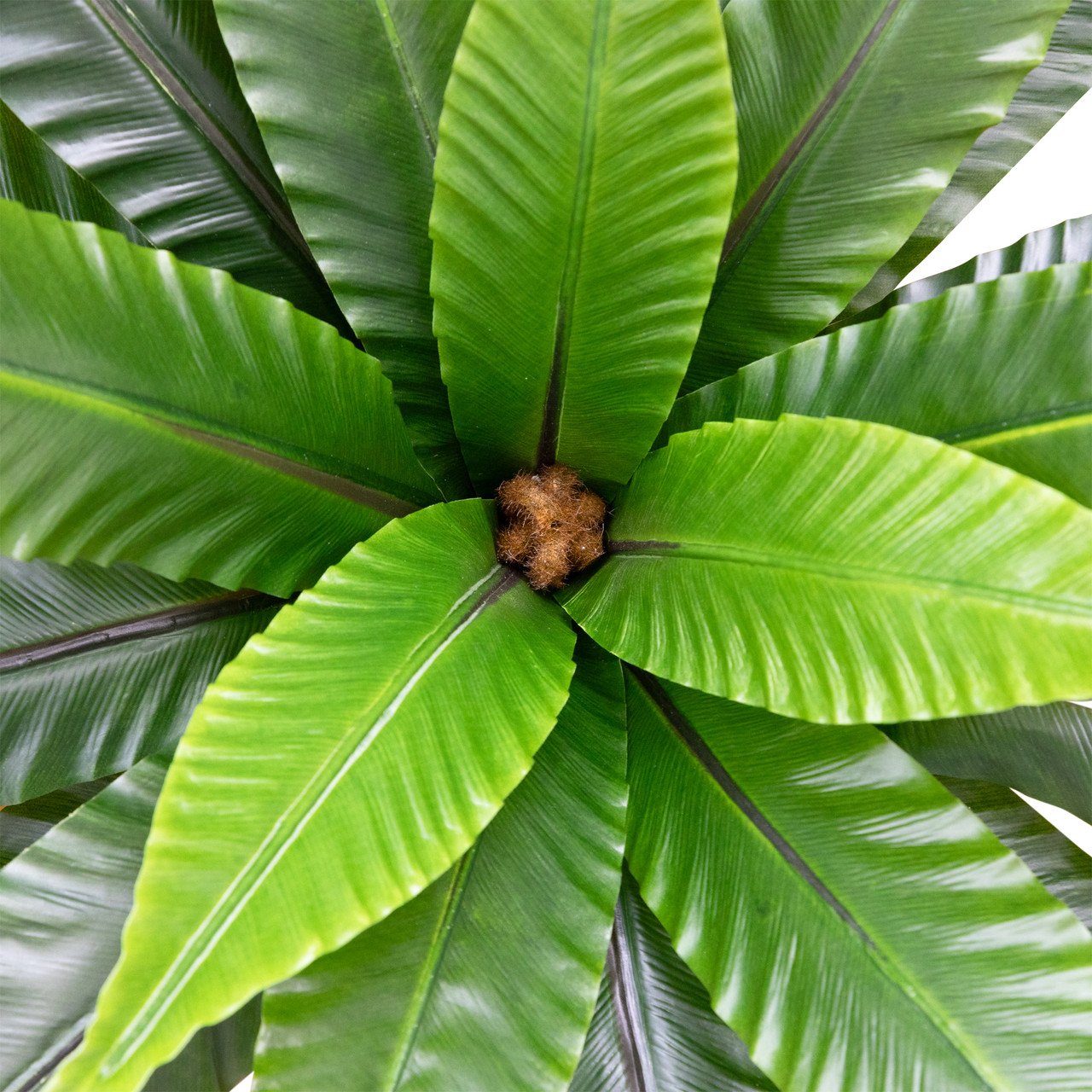 dracaena tree plant XL Dracaena angustifolia 'Dracaena Marginata', 6-7' tall, 14" pot