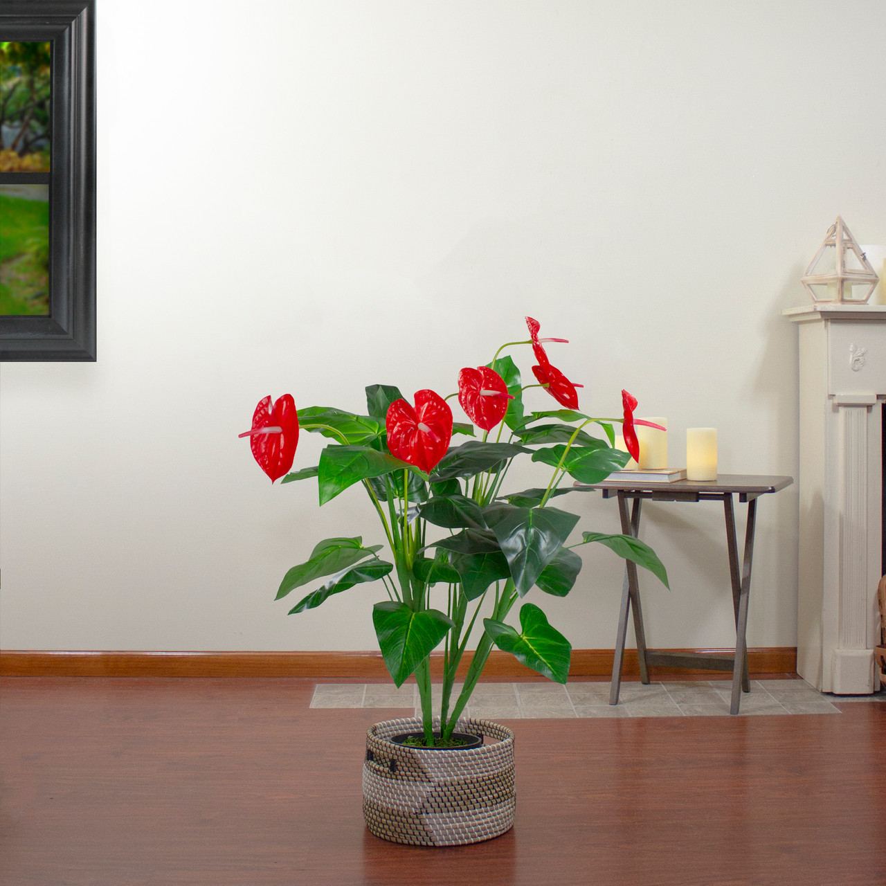 aglaonema bicolor pictum Aglaonema pictum 'Tricolor' – The Plant Lady SF