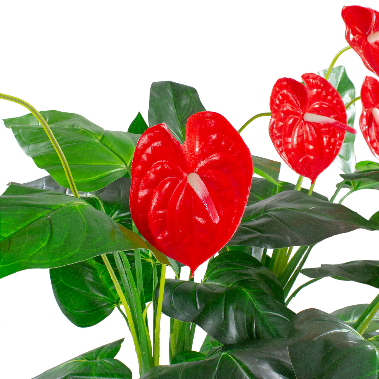ficus bonsai tree price Ficus Ginseng  Sculptural Indoor Bonsai Tree  Happy Houseplants