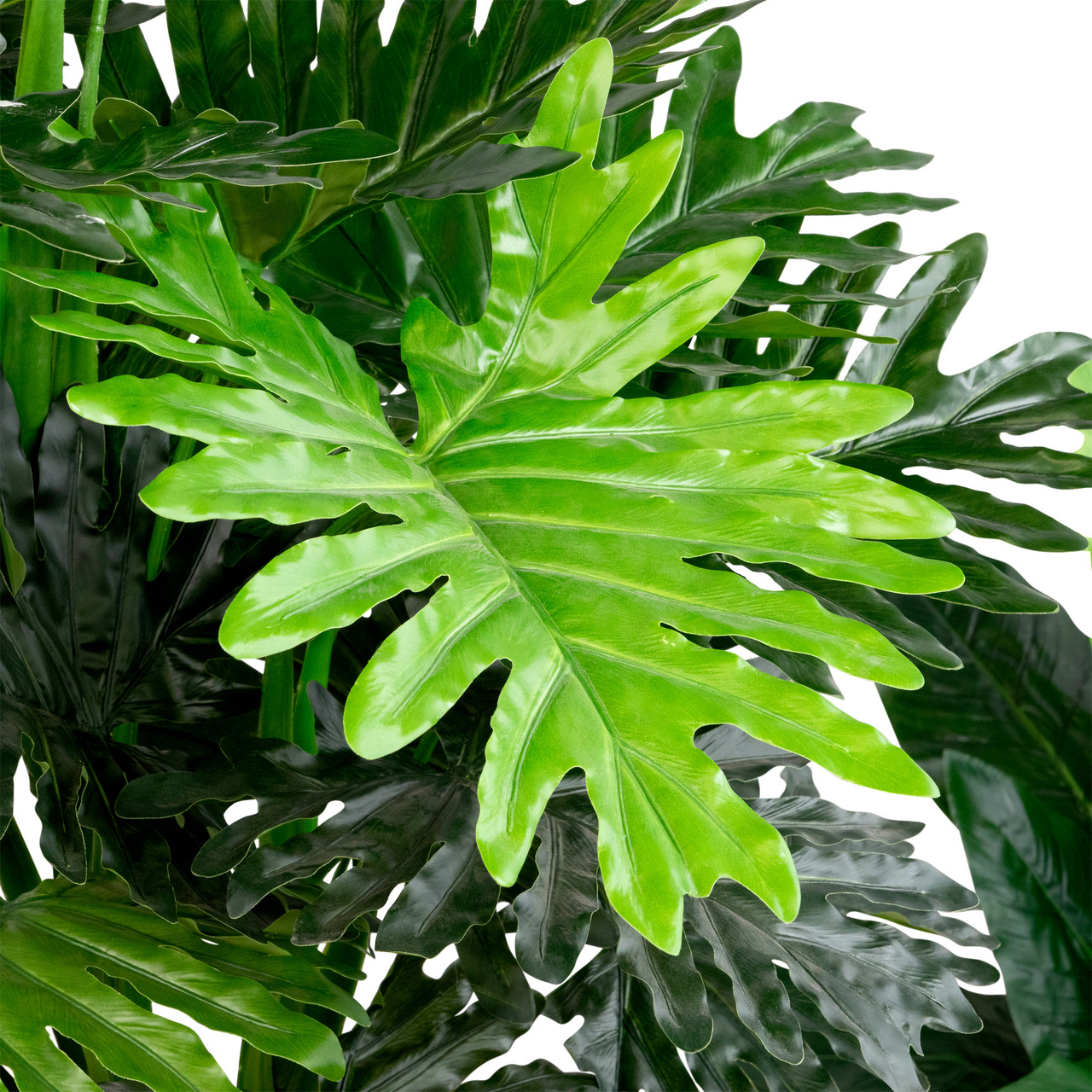 plante cobra Anthurium 'Cobra' - Rare Tropical Collector Aroid