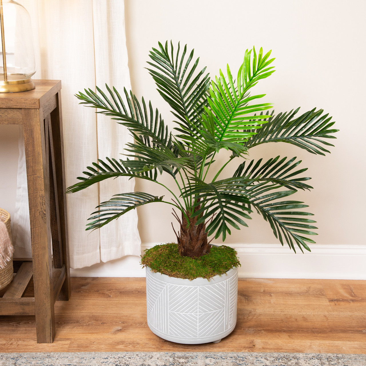 camellia house plant 5' Flowering Camellia Silk Tree w/Pot -Cream main image 1