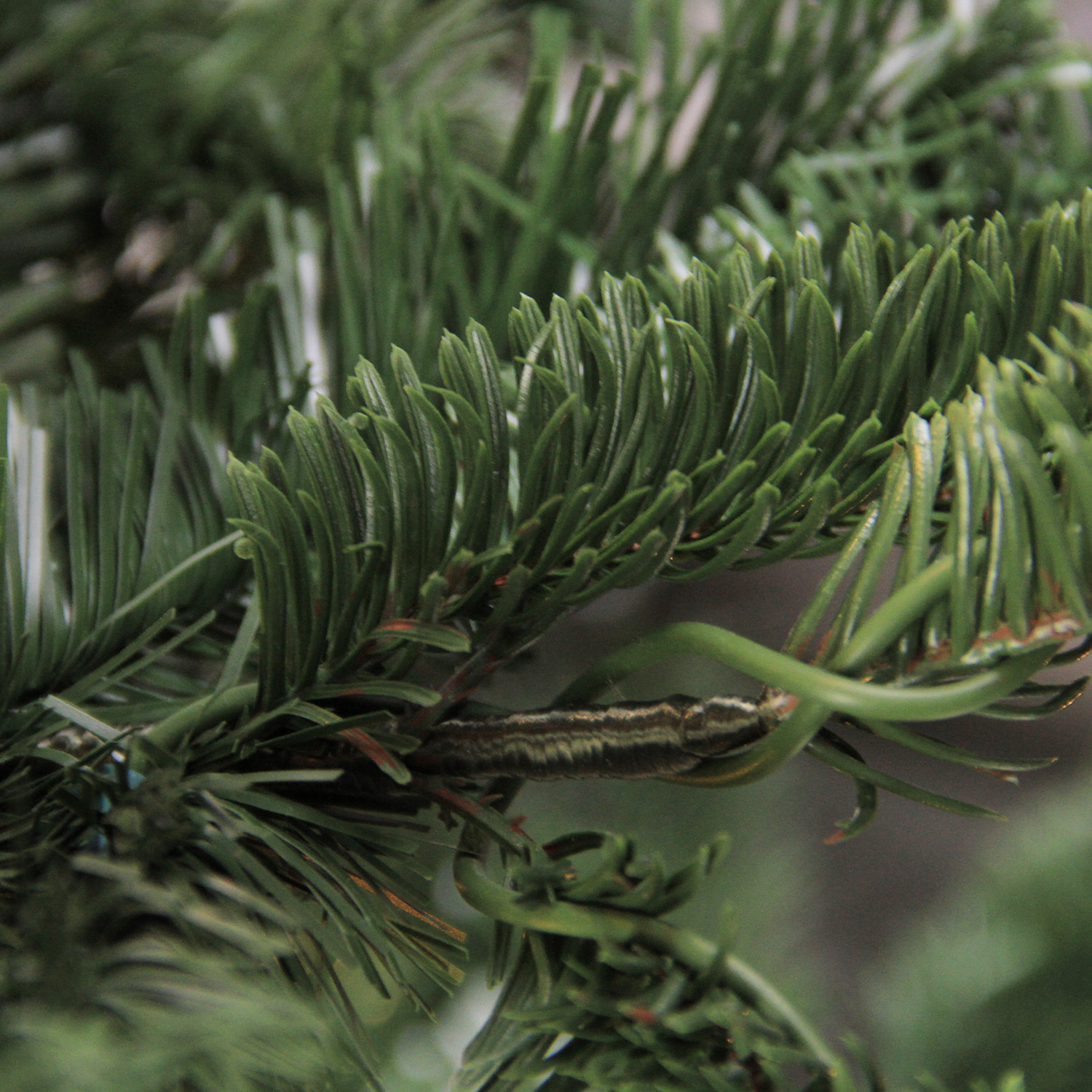 Aspen Fir Tree With Lights DWVO 6.5ft Aspen Fir Pre-lit Christmas Tree ...
