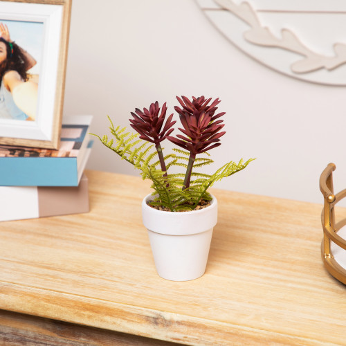 Succulent Fern in Ceramic Pot - 8" - IMAGE 1
