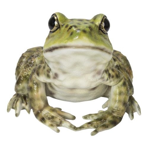 6.5" American Bullfrog Outdoor Garden Statue - IMAGE 1