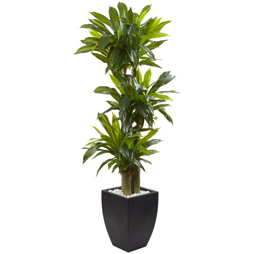 5.5' Artificial Corn Stalk Dracaena Tree with Black Wash Planter - IMAGE 1