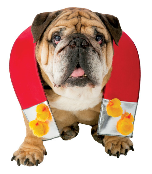 Red and Yellow Zelda Chick Halloween Pet Costume - Small - IMAGE 1