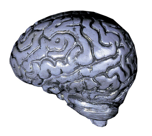 Gray and Black Human Brain Halloween Props - IMAGE 1