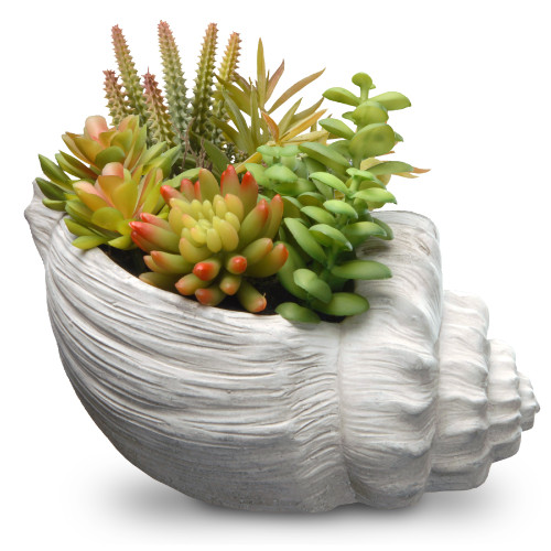 9.8" Succulent Plants - Ceramic Pot - IMAGE 1