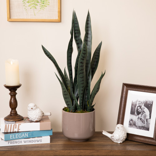 Real Touch™️ Artificial Two Tone Potted Snake Plant - 29" - IMAGE 1