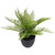 12" Potted Green Artificial Pinus Plant - IMAGE 3