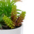 9" Artificial Succulent Arrangement in White Ceramic Pot - IMAGE 5