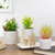 8.25" Potted Artificial Agave Plant with Wooden Stand - IMAGE 2