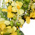 Daisy and Cosmos Floral Spring Wreath - 23" - Yellow - IMAGE 5