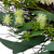 Eucalyptus and Sweet Gum Flowers Twig Spring Wreath - 24" - Green and White - IMAGE 6
