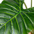 Potted Green Wide Leaf Taro Artificial Floor Plant - 51" - IMAGE 6